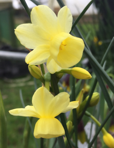 Narcissus triandrus 'Angel's Breath' 